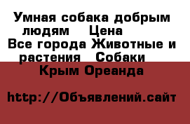 Умная собака добрым людям. › Цена ­ 100 - Все города Животные и растения » Собаки   . Крым,Ореанда